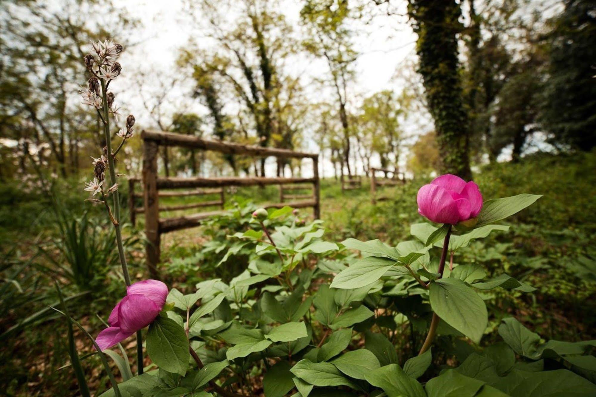 Tenute D'Onghia โจเยีย เดล คอลเล ภายนอก รูปภาพ